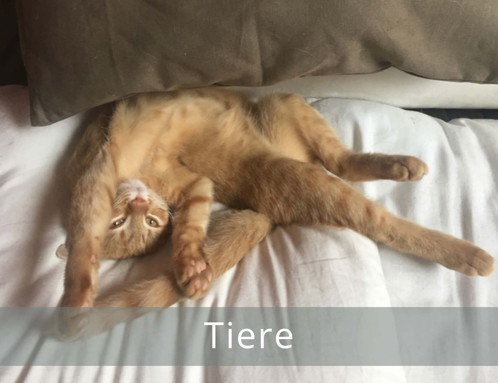 thetahealing-Tiere